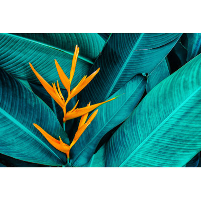 Tropical Flower