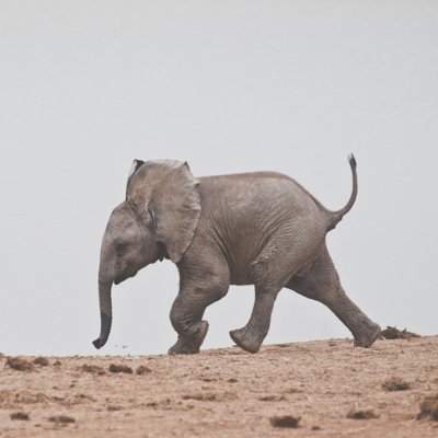 Baby Elephant 1 Piece Wrapped Canvas Wall Art
