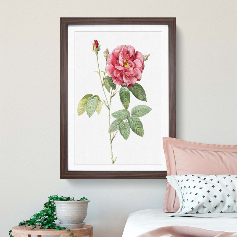 French Rose by Pierre-Joseph Redoute - Framed Print, Walnut Framed, 36cm H x 27cm W x 2cm D
