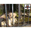Clôture en métal pour chiot H 1,5 pi x l 5,5 pi