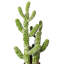 Cactus vert en pot 31 po