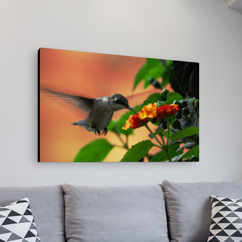 « gourmande hummingbird » par kurt shaffer, reproduction de photo sur toile, H 24 po x l 36 po x P 2 po