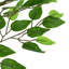 200cm Plant