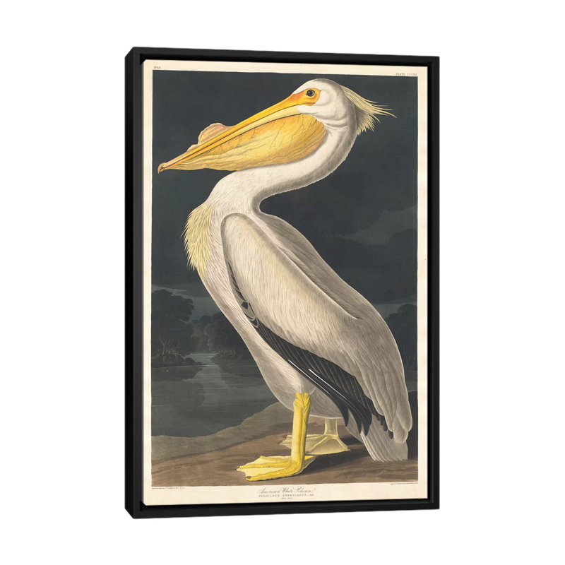 « american pelican », reproduction sur toile, H 26 po x l 18 po x P 1,5 po, Toile avec cadre noir, Pas de tapis