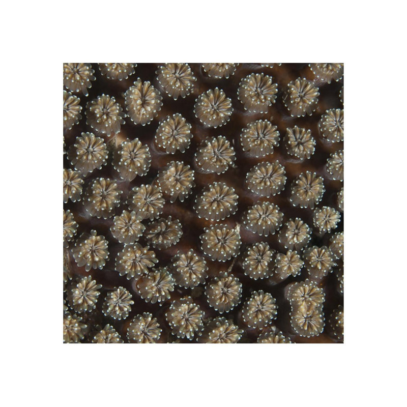 Underwater Beauty II Print by Austin Beiv, Outdoor, 30" H x 30" W x 1.5" D