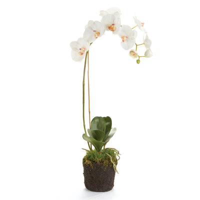 Phalaenopsis Orchids Flowers