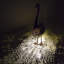 Ensemble de lumières DEL Eastland Rooster