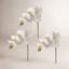 Phalaenopsis en serre 28 po -139132357