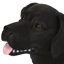 Banc pour chien en béton léger - Conception, aucun assemblage requis, l 31,69 po x P 8,72 po, H 16,26 po, thème raffiné, béton, assemblage