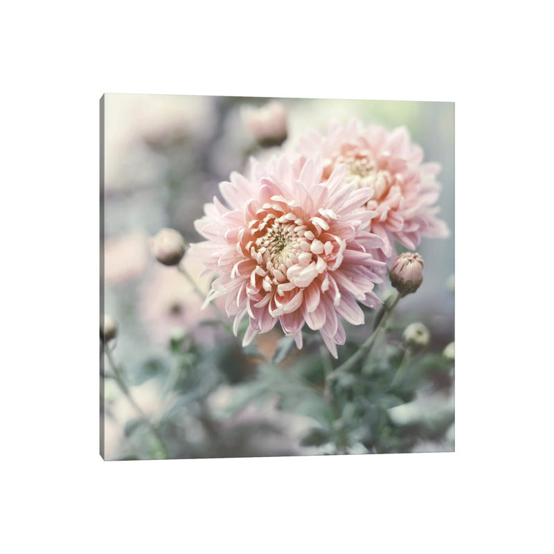 Muted Daisy by Sarah Gardner - Print on Canvas, Wrapped Canvas, 45.72 cm H x 45.72 cm W x 1.91 cm D