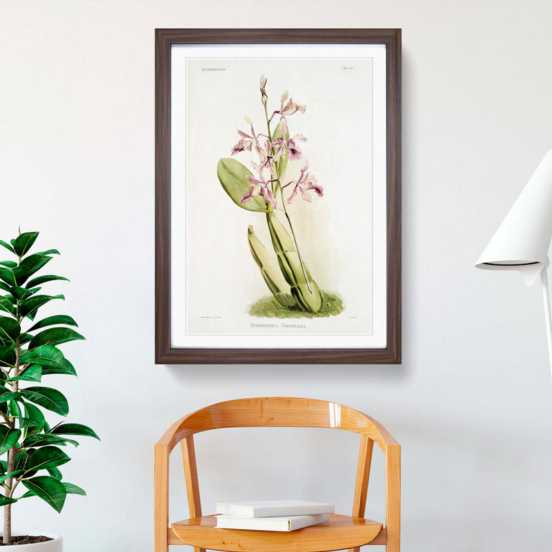 Magnolia Flowers Illustration Tab. 59 by Frederick Sander - Picture Frame Painting Print, Walnut, 76cm H x 50cm W x 2cm D
