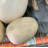 Small Dinosaur Egg Life Size Statue