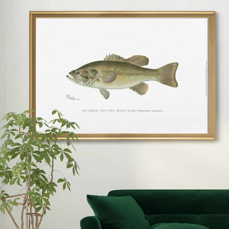 Large Bass Mouthed Black Bass - reproduction d'art sur toile encadrée, Doré, H 18,5 po x l 24,5 po x P 1,5 po