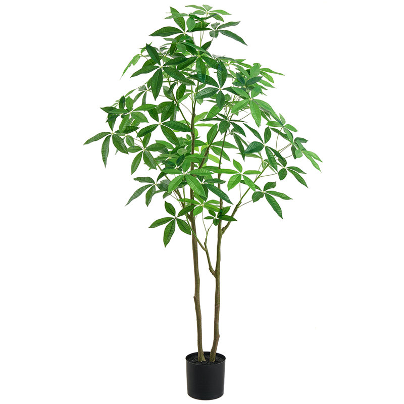72"MONEY TREE IN PLASTIC POT