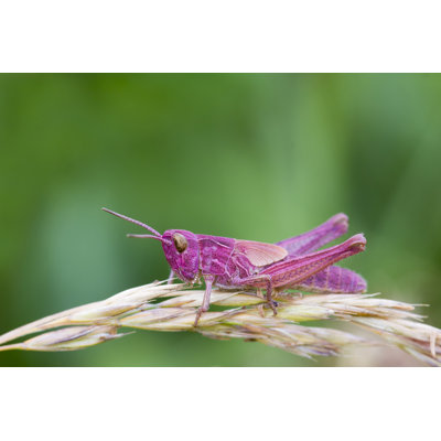 «Pink Grasshopper» par Chris2766 - Photographie sur toile tendue