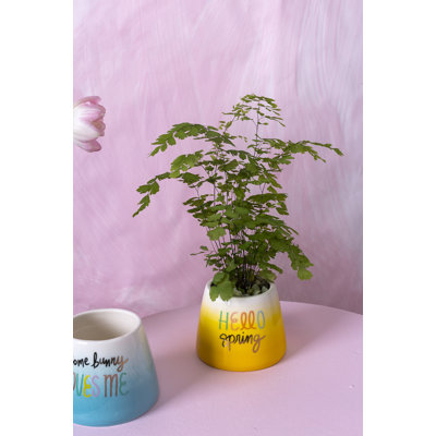 Handmade Ceramic Pot Planter