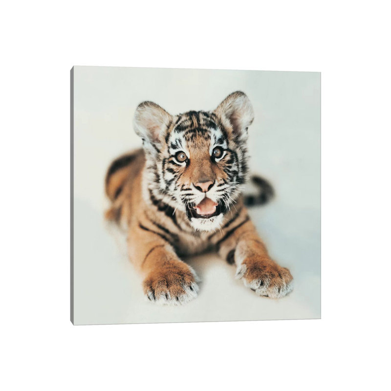 Indira I by Rachael Hale - Print on Canvas, Wrapped Canvas, 66.04 cm H x 66.04 cm W x 1.91 cm D