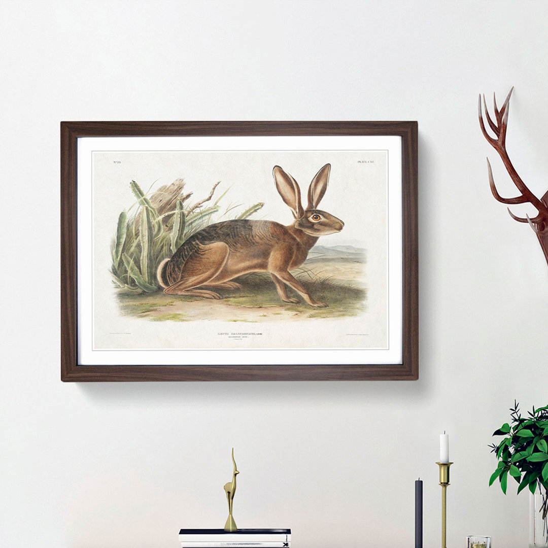 Californian Hare by J.W. Audubon - Picture Frame Painting Print