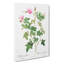 Wild Rose in Pink by Pierre-Joseph Redoute - Wrapped Canvas-55305046
