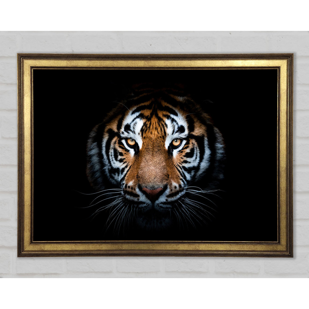 Tiger in the Dark - Einzelner Bilderrahmen Kunstdrucke