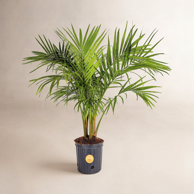 Majesty Palm Tree in Nursery Pot