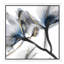 Indigo Luster Cyclamen II by Albert Koetsier - Wrapped Canvas Print-1621544464-1629907513