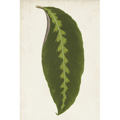 Graphic Leaf I by Vision Studio - Wrapped Canvas Print
