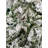 Pine Christmas Tree-63552460