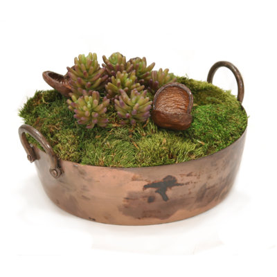 Plantes grasses conservées 10 po en pot