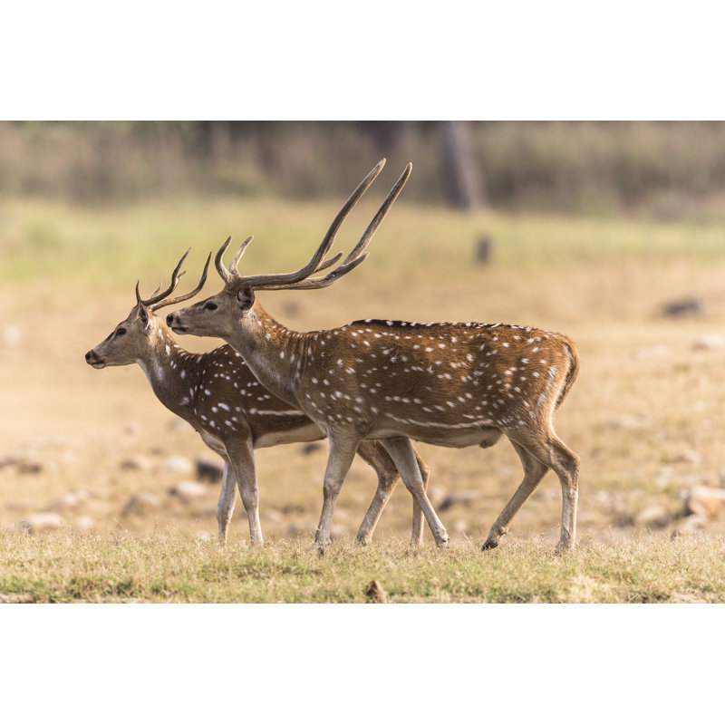 deer male, Corbett 178574885, 20cm H x 30cm W