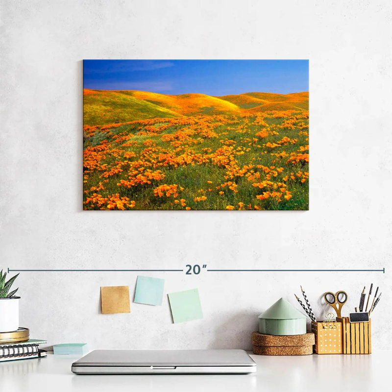 California Golden Poppies, H 8 po x l 12 po