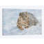 « snow leopard snow final », reproduction d’impression sur toile-33109865-72416386-72416394
