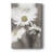 Stylized Daisy I -Gallery Wrapped Cavas-1517621505