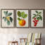 Feuillage antique et fruit VI - ensemble de 3 peintures sur toile encadrées-305686306-305686307