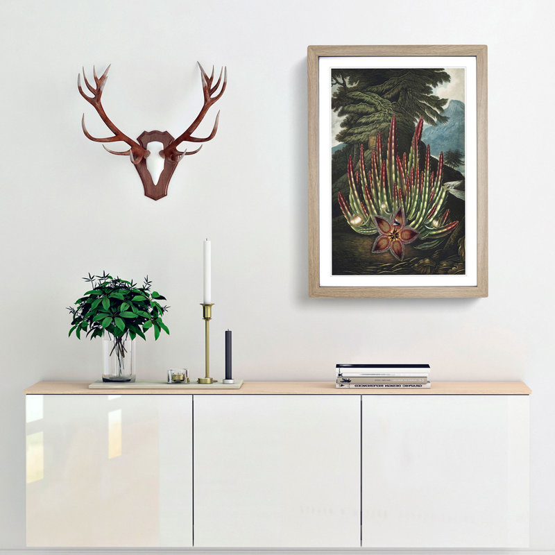 Stapelia Plant by R.J. Thornton - Framed Print, 65cm H x 48cm W x 2cm D, Oak Framed