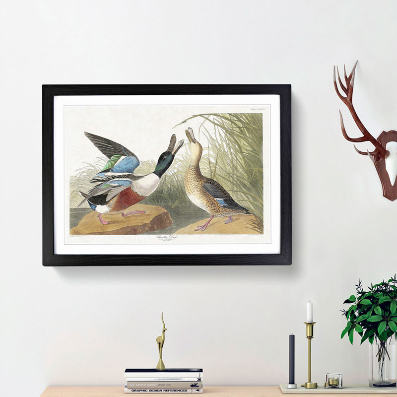 Shoveller Duck by John Audubon - Picture Frame Painting Print, Black Framed, 27cm H x 36cm W x 2cm D