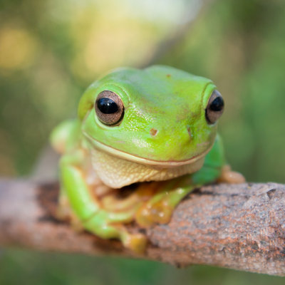 Green Tree Frog par Mycola - Photographie sur toile tendue