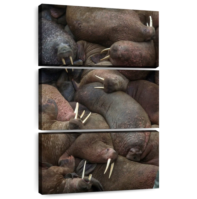 Brampt Walrus Rookery
