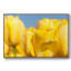 Sunshine Yellow I, reproduction d'art sur toile-92481466-92481467