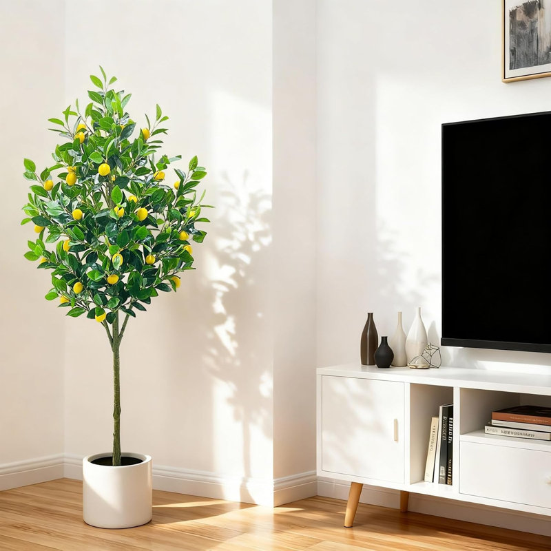 150cm Plant