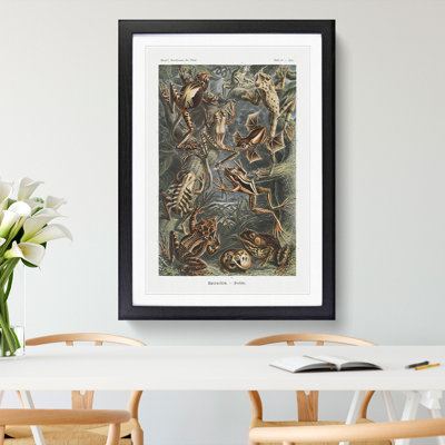 Frogs and Toads by Ernst Haeckel - Framed Print
