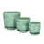 Palmier vert est en rupture de stock