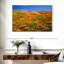 California Golden Poppies-1760357513