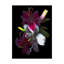«Lilies» de Dosta, impression sur toile tendue-29226273