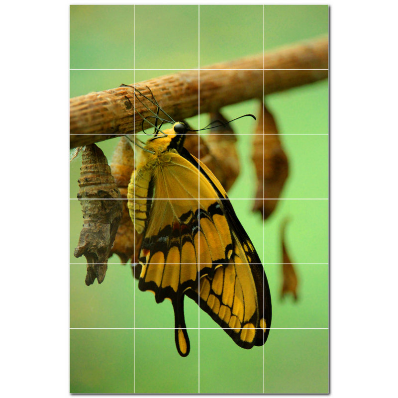 Papillon photo 12 x 12