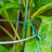 Weather Resistant Plant Support