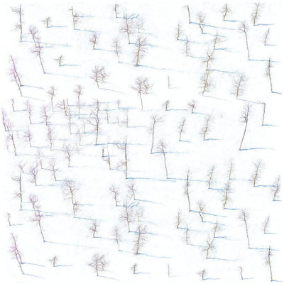Rouleau de papier peint L 10 pi x l 24 po Birch Trees