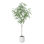 Anasta Ficus Tree in Pot