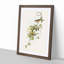 Fuscous Honeyeater Birds by Elizabeth Gould - Framed Print-55579082-55579087