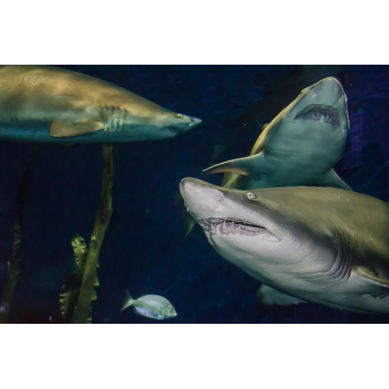 Archuleta Sand Tiger Shark - Wrapped Canvas Print, 51cm H x 76cm W x 3.8cm D